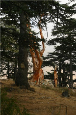 Cedars