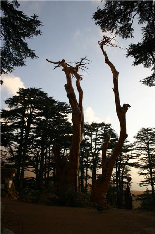 Cedars