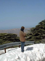 Cedars