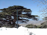 Cedars