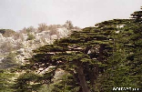 Cedars