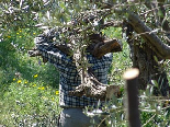 Olive Trees trimming Al koura