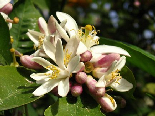 Orange Blossoms