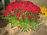 Roses , Aadbel , Akkar