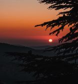 Cedars