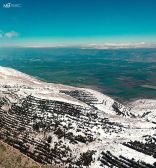 Cedars - Arz