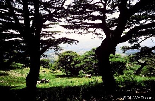 Cedars of Barouk.