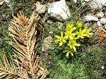 Flowers of Lebanon