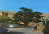 Cedars