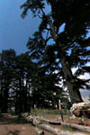 Cedars