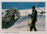 Cedars of Lebanon