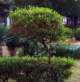 Talit el Khayat Garden ( Moufti Hassan Khaled Garden )