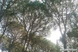 Almaten Pines