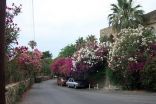 Jbeil - Beautiful Flowers