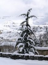 Faraya