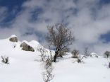 Faraya