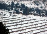 Winter Scene , Aannaya , Jbeil