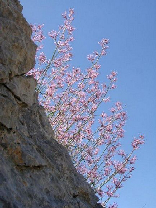 Faraya