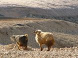 kfardebian (Faraya)