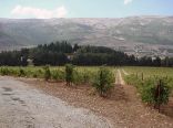 El Chouf Vine Yard