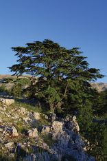 Shouf Cedars