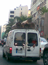 Only in Lebanon