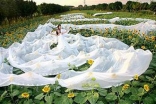Guinness Book of World Records, Longest Bridal Veil 3320 Meters.