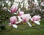 Flowers on Trees