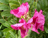 Gorgeous Fushia