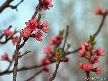 The trees are in flowers