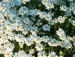 Beautiful white bed of flowers