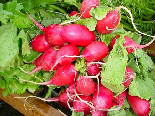 Radishes