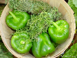 Piment Vert