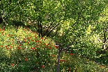 In the Orchard