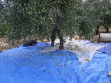 Collecting the olives in Mlikh