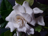 Gardenia