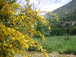 Milkh in Spring