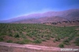 Bekaa