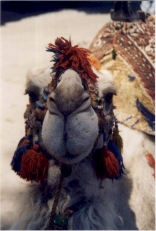 Camel in Baalbek