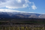 Bekaa Vineyard