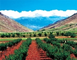 Bekaa