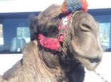 Camels in Baalbak