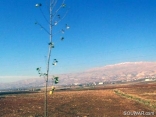 Bekaa