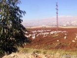 Bekaa