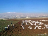 Bekaa