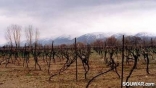 Bekaa