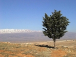 Bekaa