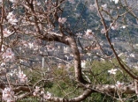 Spring in Machghara