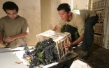 Sorting the grapes