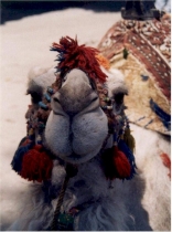 A Camel in Baalbeck